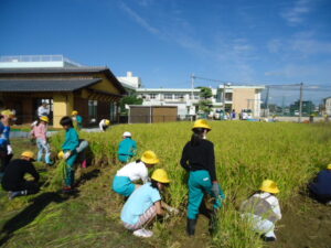 稲刈り(５年生)