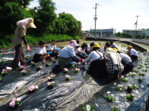 花の苗植え