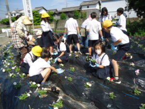 花の苗植え