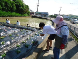 花の苗植え