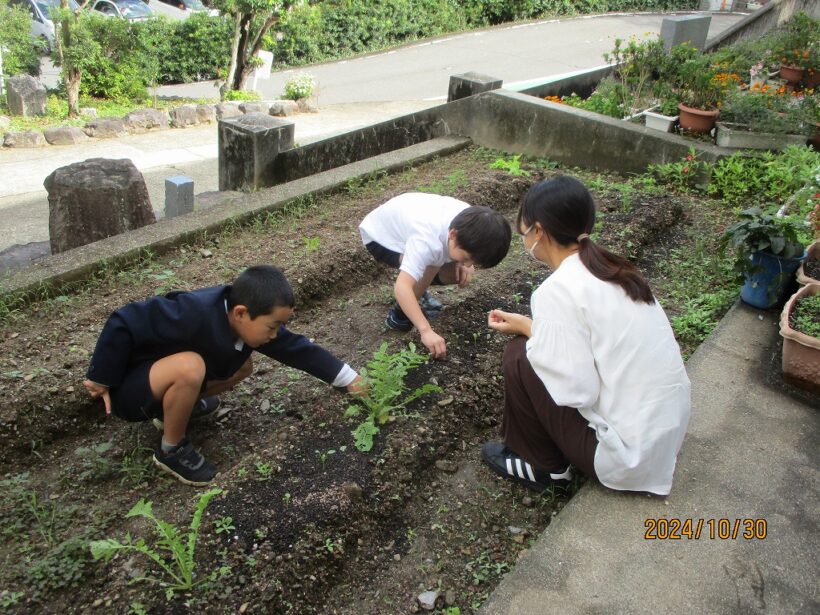 やさいづくり（２年生活科）