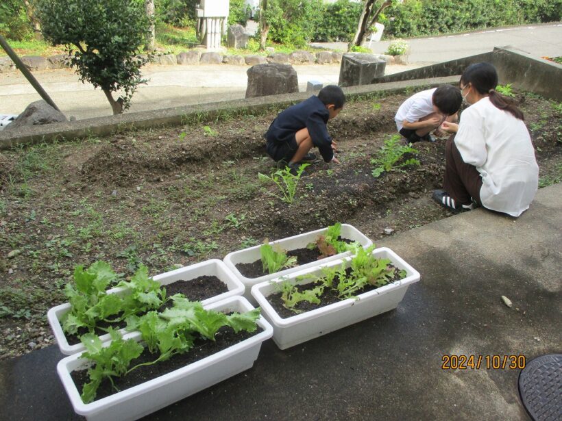 やさいづくり（２年生活科）