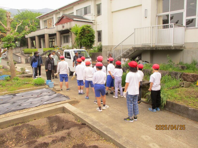 トウモロコシの苗植え