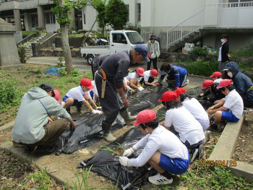 トウモロコシの苗植え