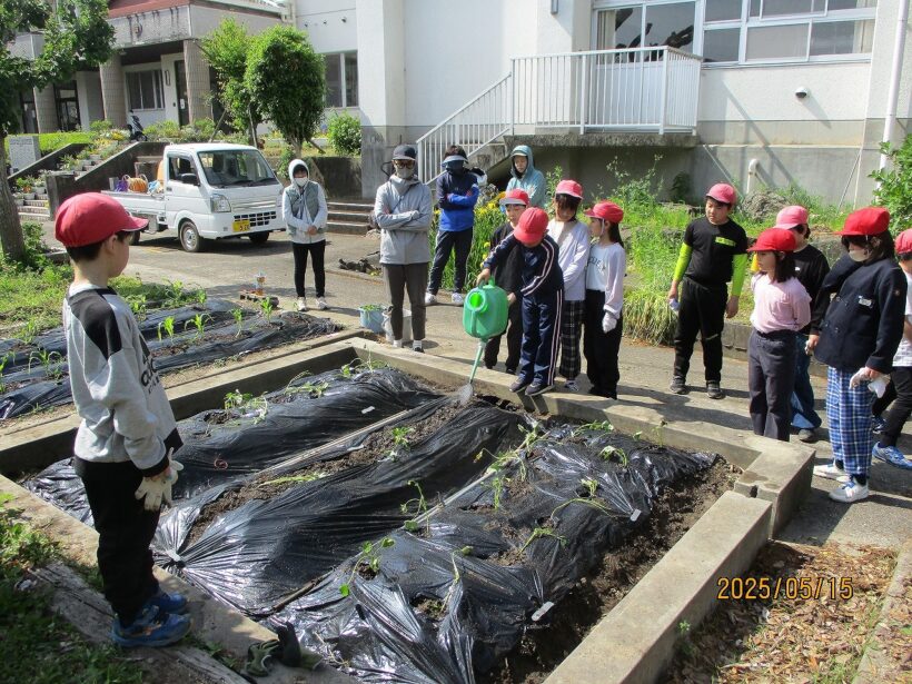 サツマイモの苗植え