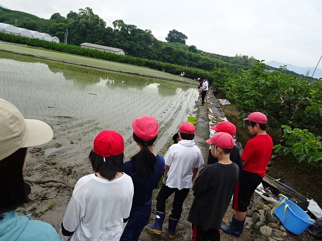 高学年の田植え体験