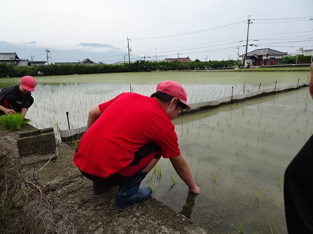 高学年の田植え体験