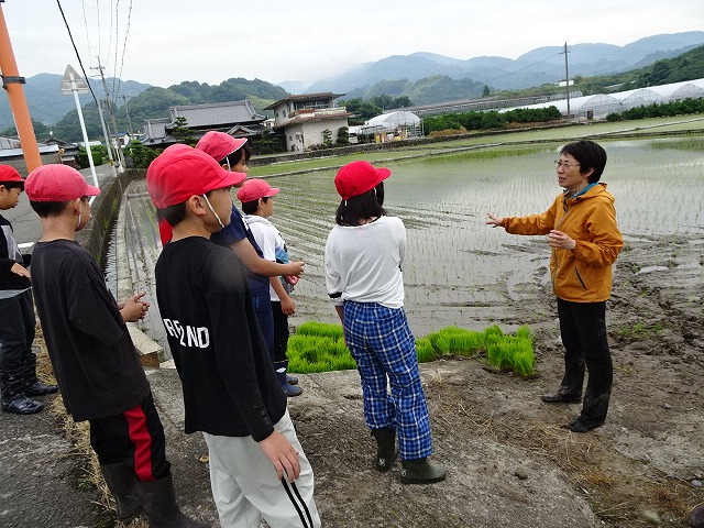 高学年の田植え体験