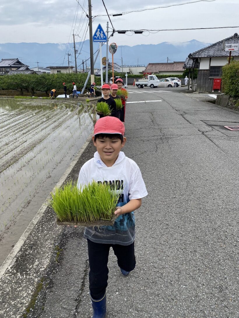 高学年の田植え体験