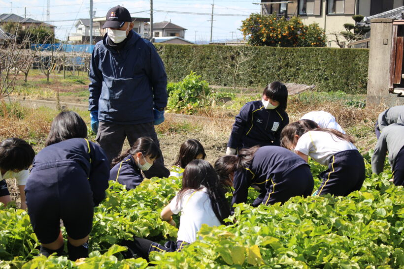 大根の収穫をしました（３・４年生）