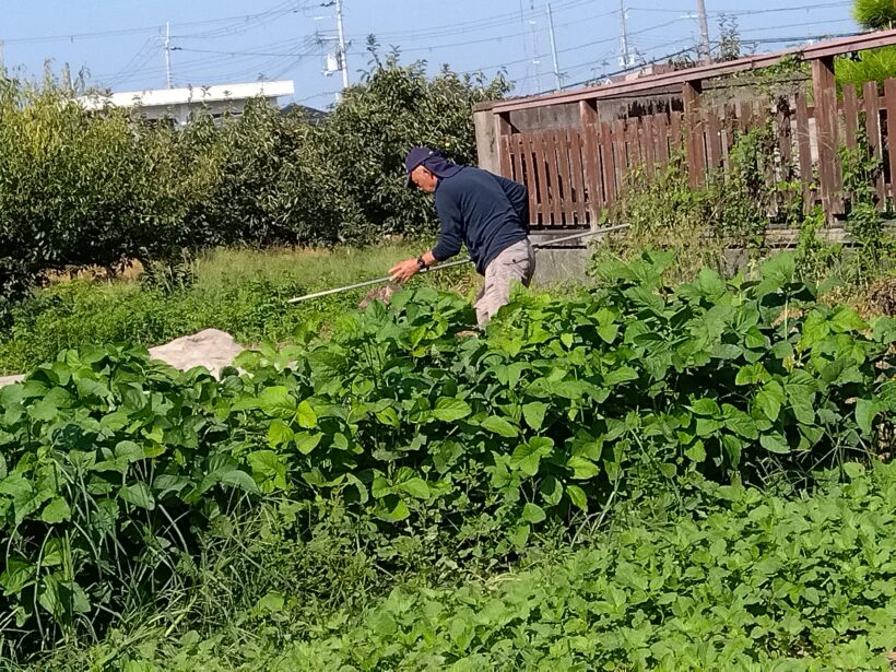 ニンジンの種植え（１・６年生）