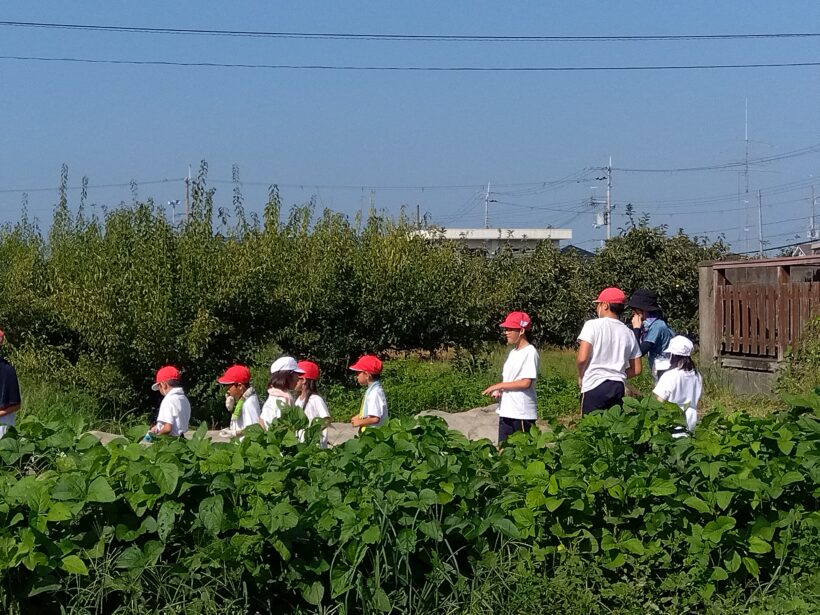 ニンジンの種植え（１・６年生）