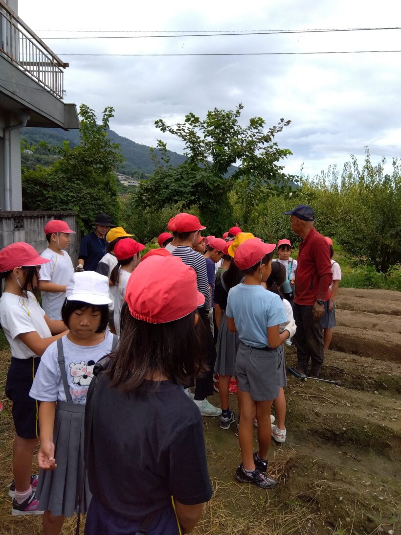 白菜植え替え（３・４年生）