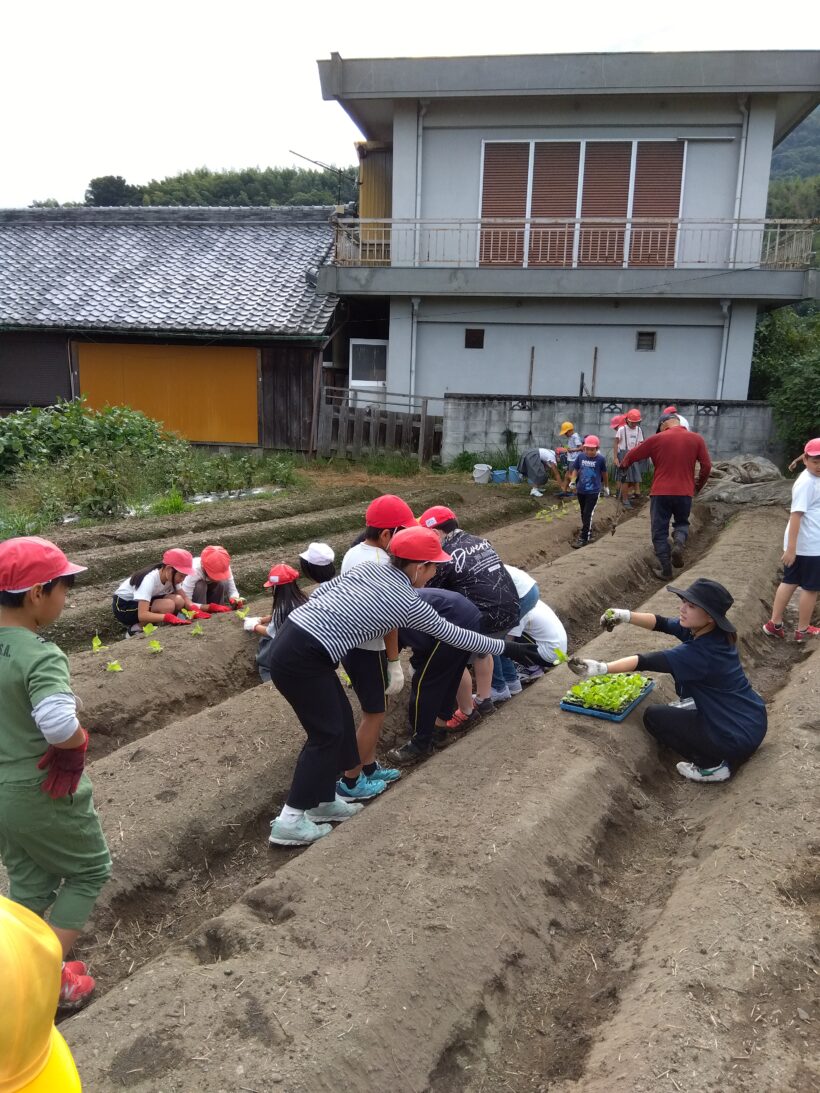 白菜植え替え（３・４年生）