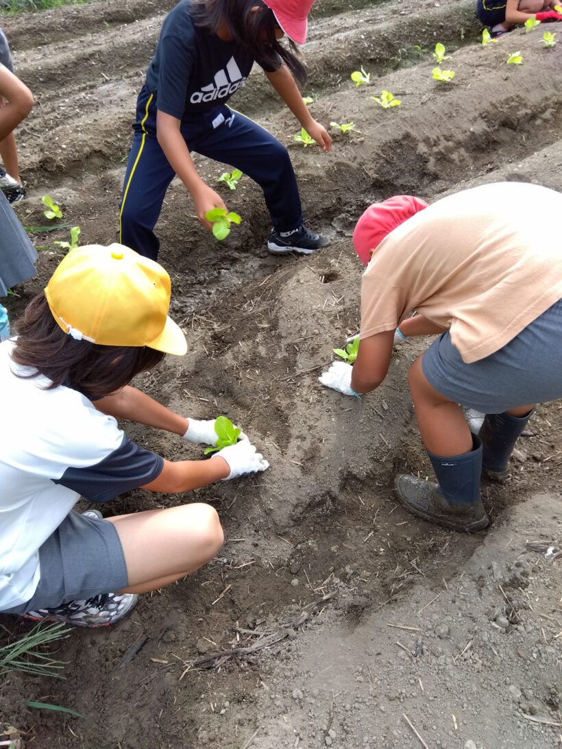 白菜植え替え（３・４年生）