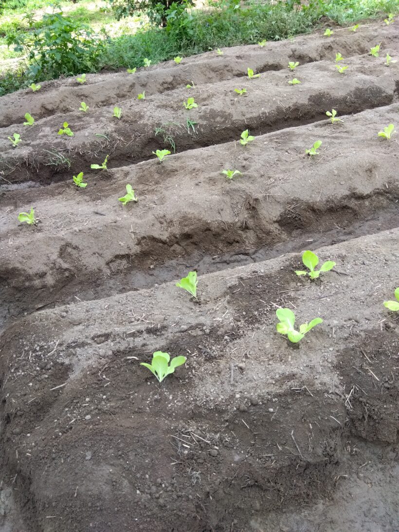 白菜植え替え（３・４年生）