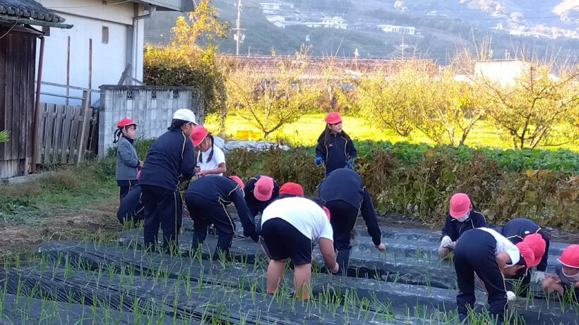 タマネギ植え