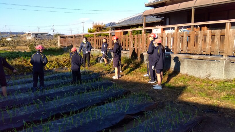 タマネギ植え