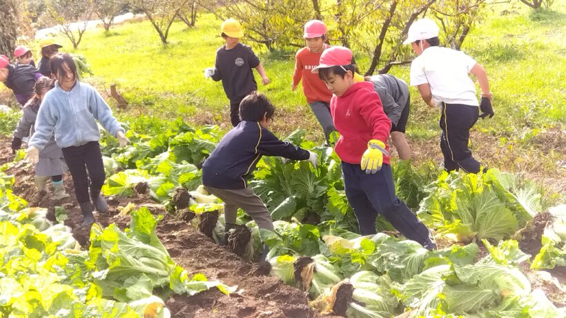 黒豆・白菜収穫（３・４年生）