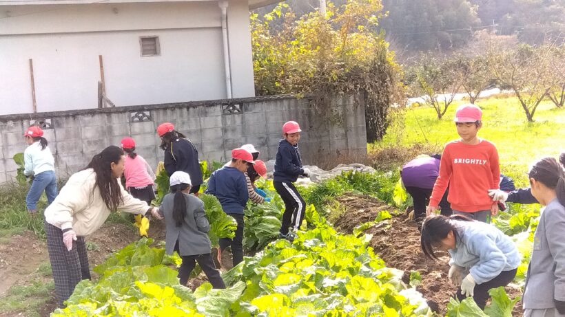 黒豆・白菜収穫（３・４年生）