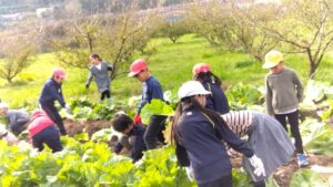 黒豆・白菜収穫（３・４年生）