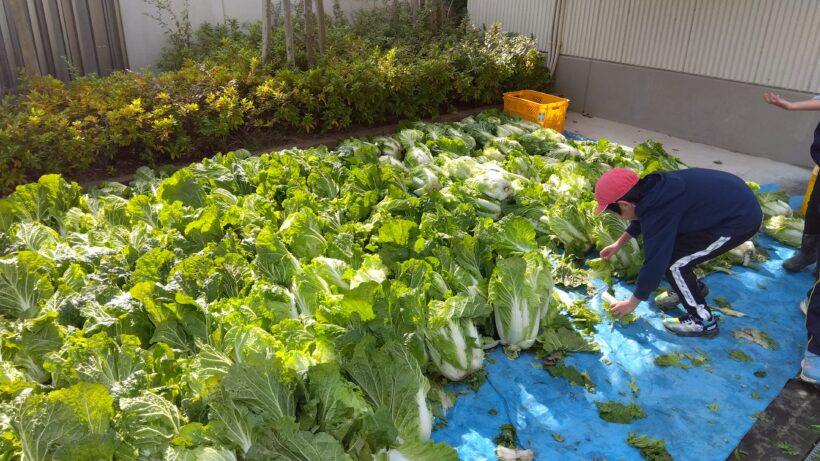 黒豆・白菜収穫（３・４年生）