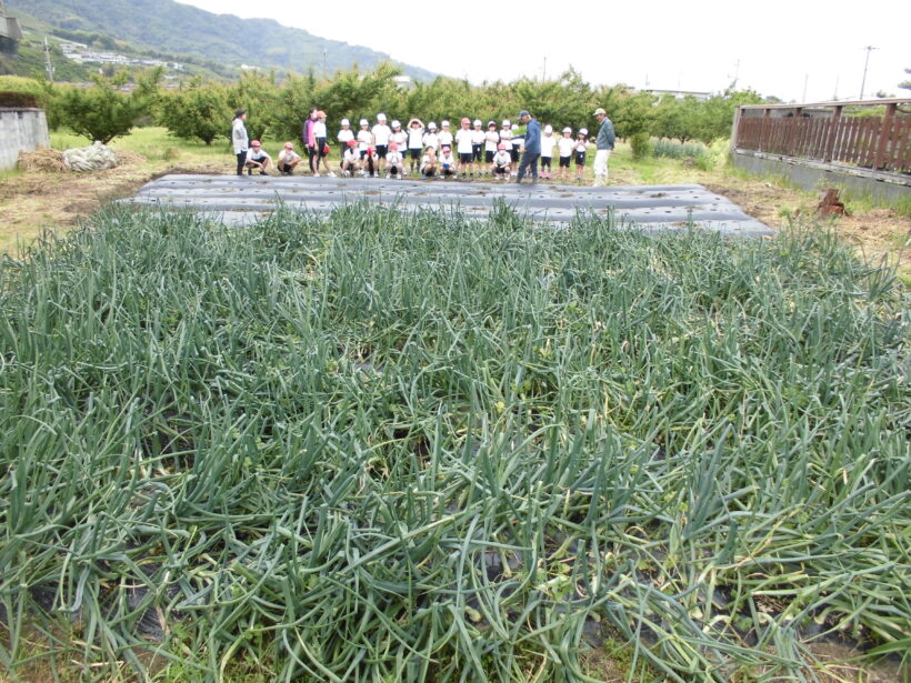 とうもろこし定植