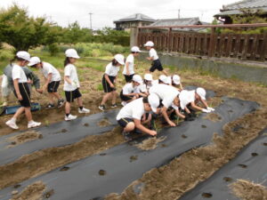 とうもろこし定植