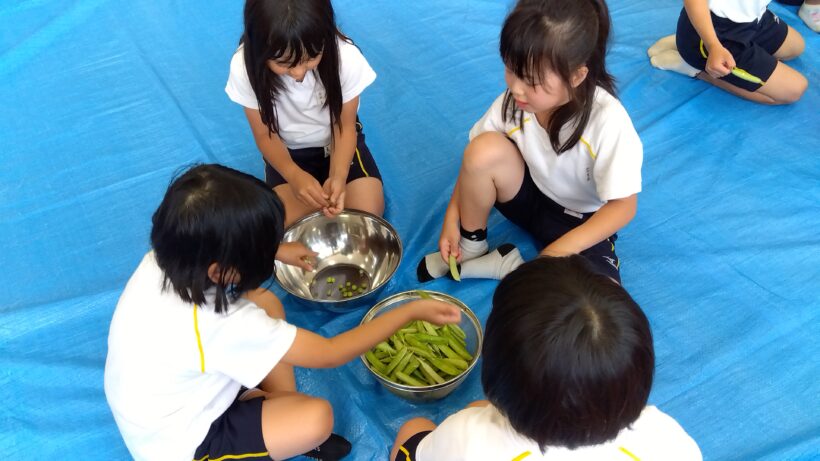 エンドウ豆の皮むき