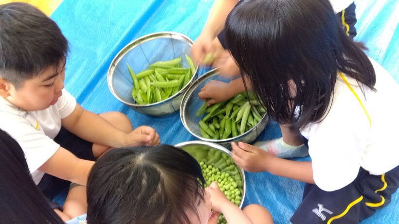 エンドウ豆の皮むき