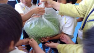 エンドウ豆の皮むき