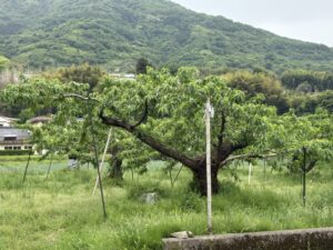 校区探検(3年生）