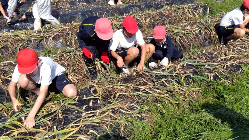 タマネギ収穫(3・6年生)