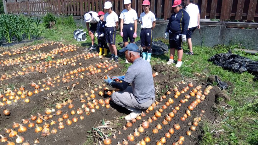 タマネギ収穫(3・6年生)