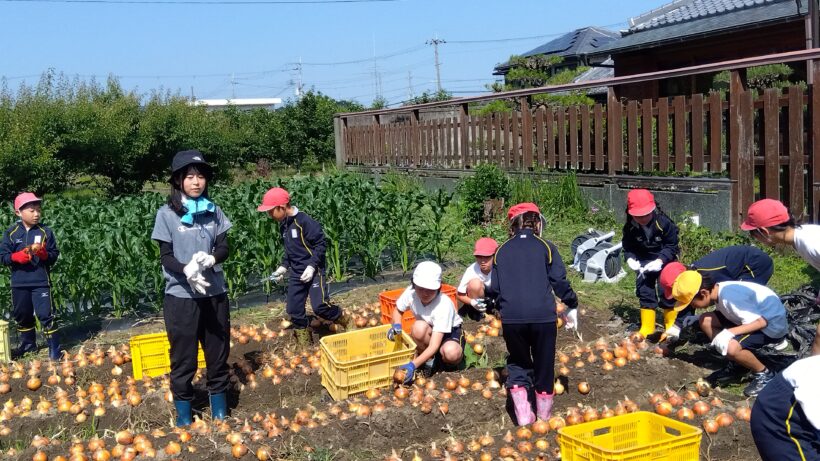タマネギ収穫(3・6年生)