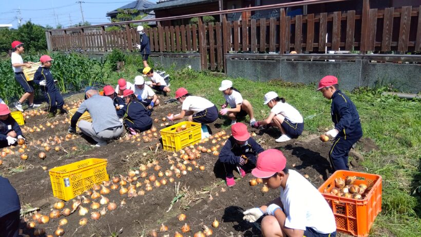 タマネギ収穫(3・6年生)