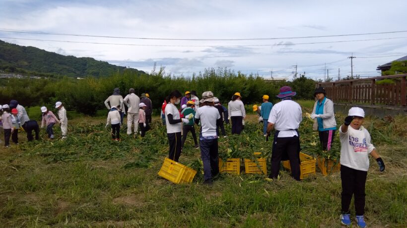 とうもろこし収穫&作付け会議(2・5年)