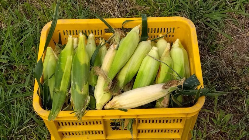 とうもろこし収穫&作付け会議(2・5年)