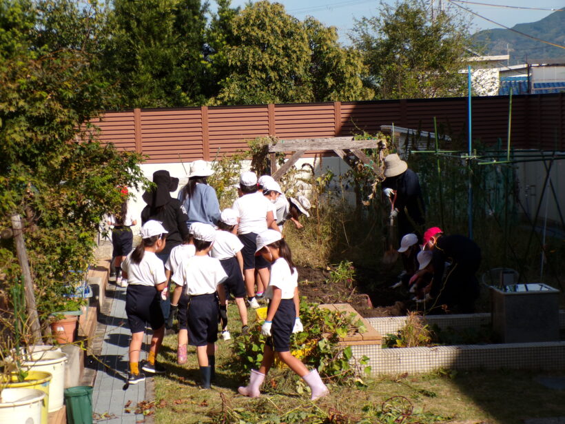 さつまいも収穫(1/2年)