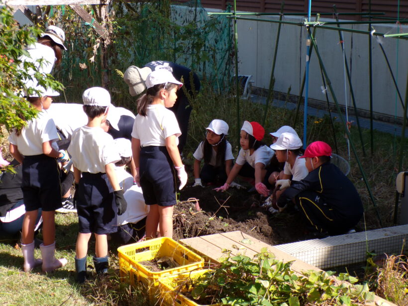 さつまいも収穫(1/2年)