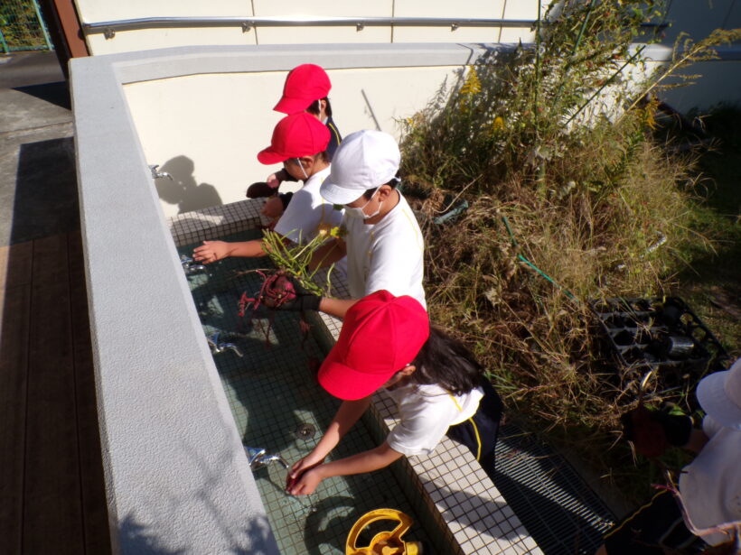 さつまいも収穫(1/2年)