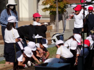 さつまいも収穫（1/２年）