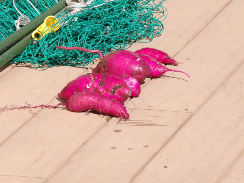 さつまいも収穫(1/2年)