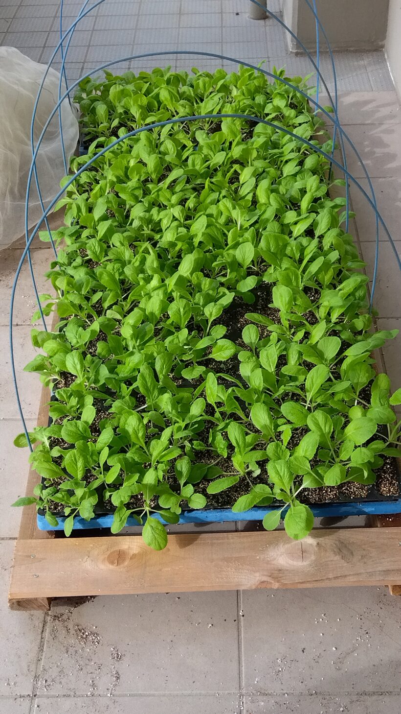 白菜定植