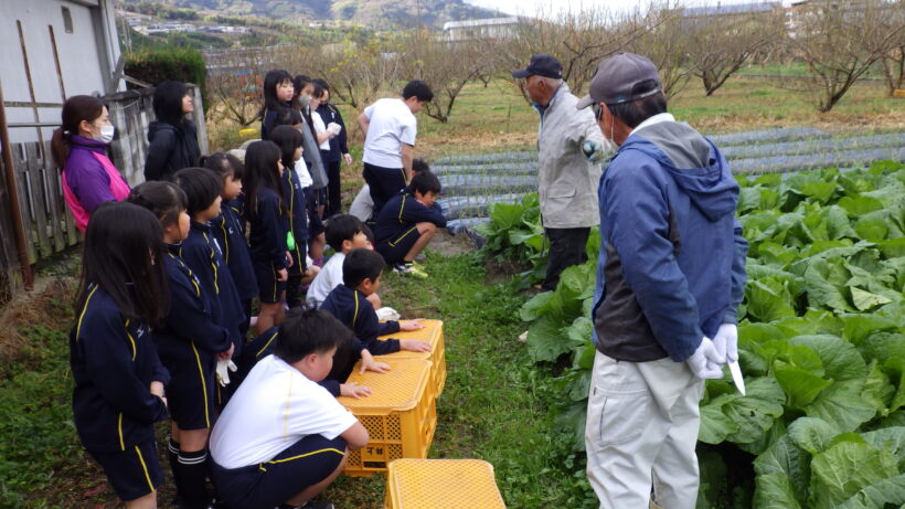 白菜収穫（２/５年生）