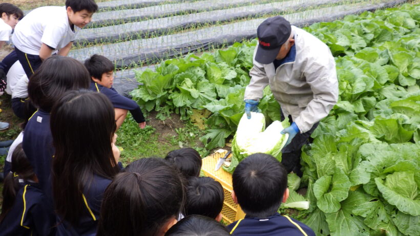 白菜収穫（２/５年生）
