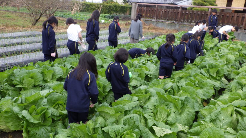 白菜収穫（２/５年生）