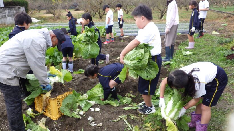 白菜収穫（２/５年生）