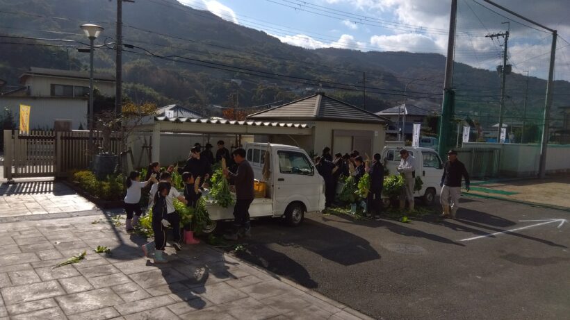 大根収穫（1・6年生）