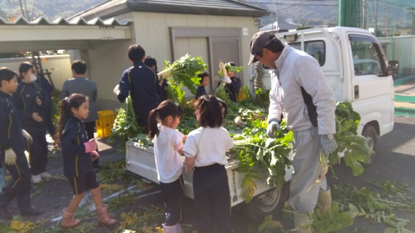 大根収穫（1・6年生）